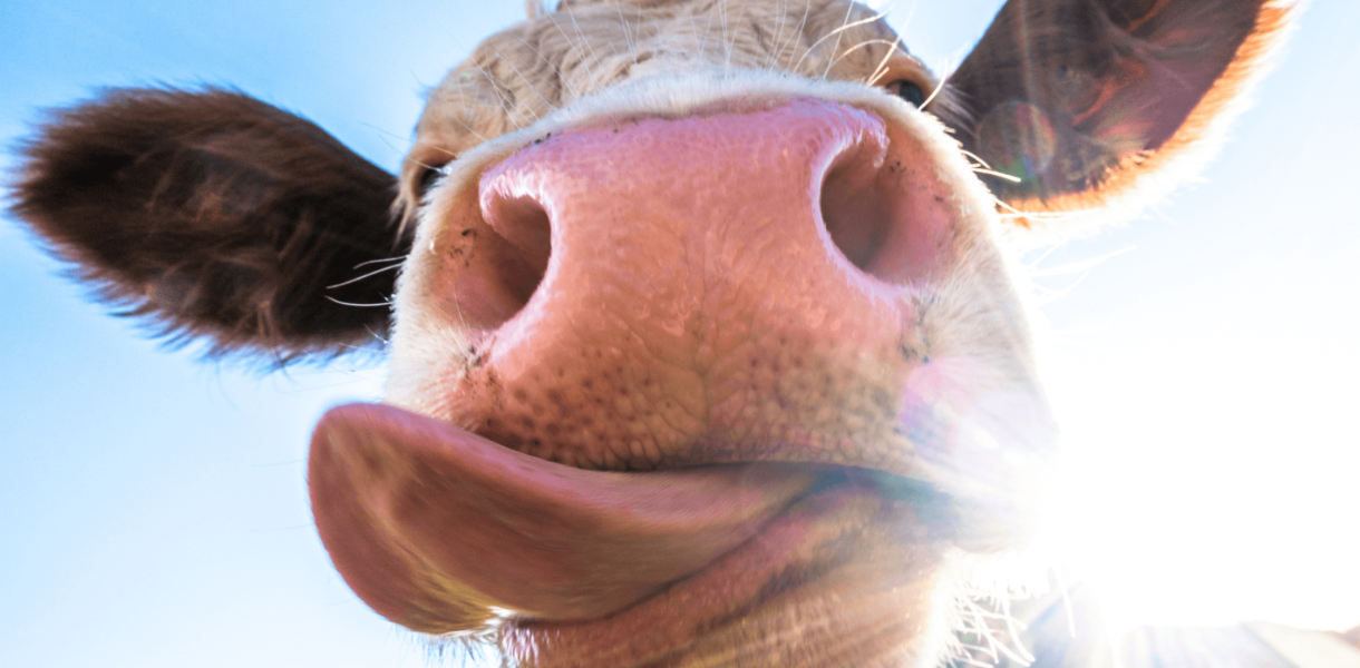 a close-up of a cow sticking out its tongue