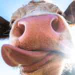 a close-up of a cow sticking out its tongue