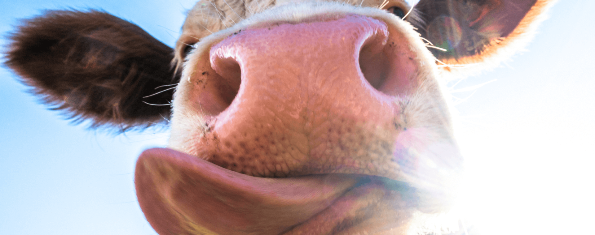 a close-up of a cow sticking out its tongue