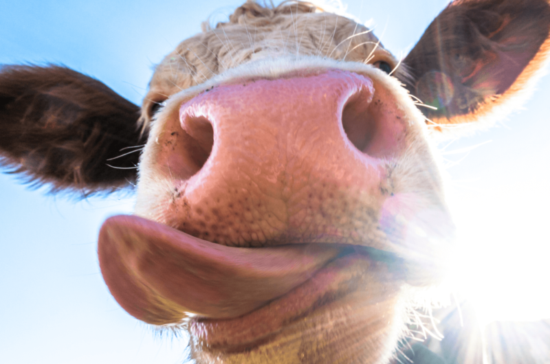 a close-up of a cow sticking out its tongue